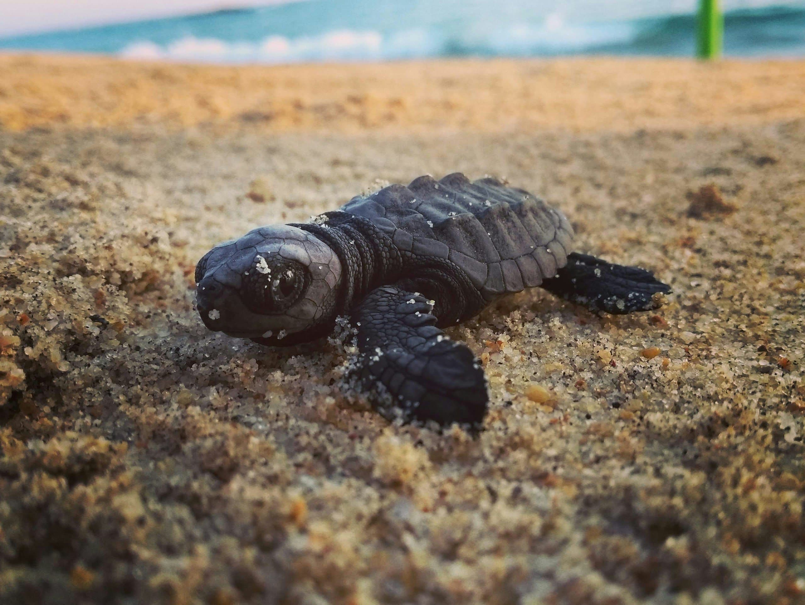 Tortuga marina recién nacida sobre la arena en Puerto Escondido